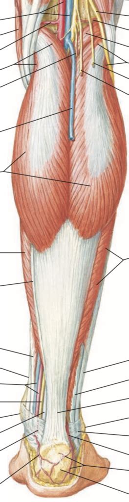 Triceps sural Diagram | Quizlet