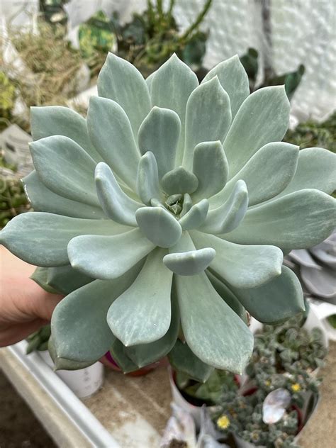 X Pachyveria Corvus Succulents Pachyveria Kaktusy Sukulenty I