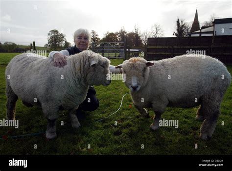 Moria Linaker With Two Of Her Rare Ryeland Sheep Which Were Not