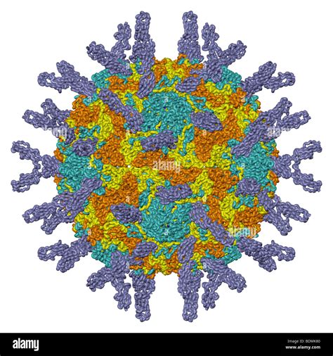 Rhinovirus Structure