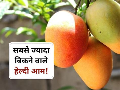 Best Mango To Eat In Summer अप्रैल से अगस्त में सबसे ज्यादा बिकते हैं ये 5 तरह के आम