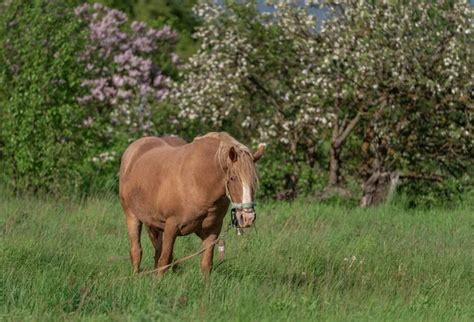 Chestnut chestnut horse Stock Photos, Royalty Free Chestnut chestnut ...