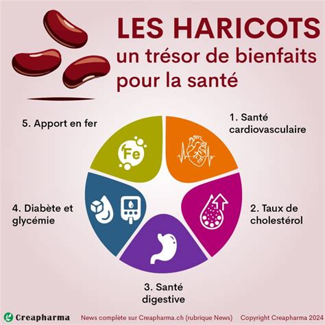 Les haricots un trésor de bienfaits pour la santé Creapharma