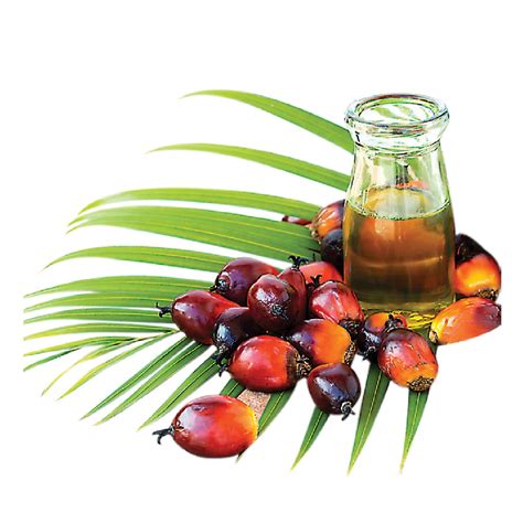 RBD Palm Olein Oil | Inaexport