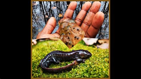 Jefferson Salamanders Are Massive Motherload Of Jeff Egg Masses4k