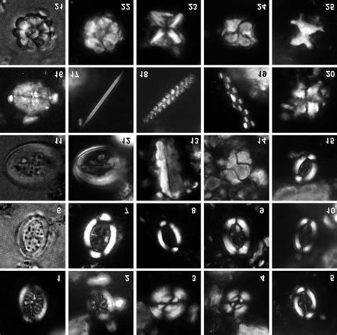 Calcareous Nannofossils From The Mzamba Formation Abbreviations As In