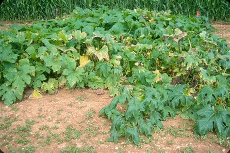 Bacterial Wilt Of Cucurbits Vegetable Pathology Long Island