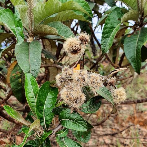 Eremanthus Glomerulatus Candeia Do Campo Biologia Da Paisagem