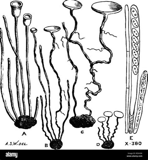 introduction   study  fungi  organography