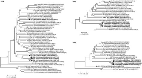 Phylogenetic Trees Of Full Length Orf Nucleotide Sequences Of The Rva