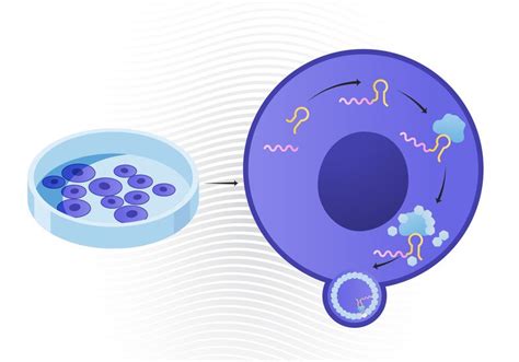 Engineered Rna Export From Living Cells Ts Digest The Scientist