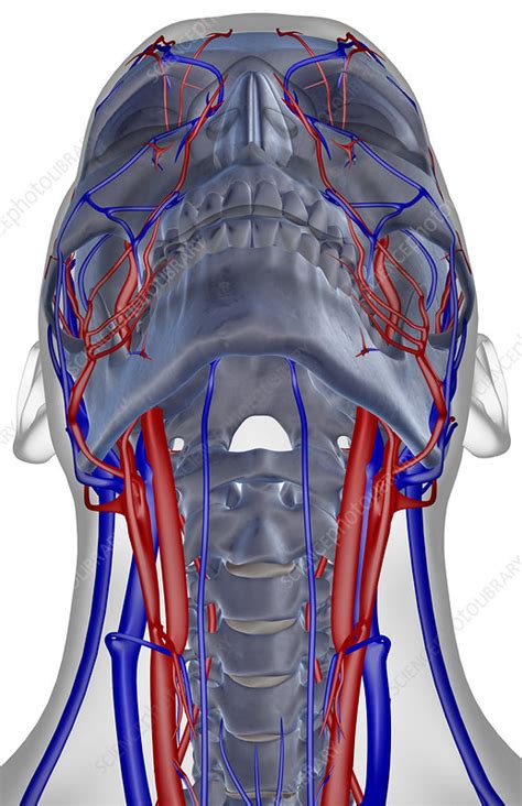 The Blood Supply Of The Neck Stock Image F001 5564 Science Photo