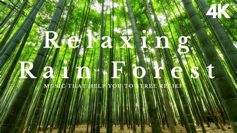 Relaxing Rainforest Music Hours Relaxing Music For Deep Sleep And