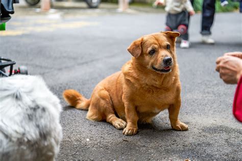 Why corgi mixes look like adorable munchkin versions of other dogs