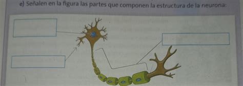 Señalen en la figura las partes que componen la estructura de la