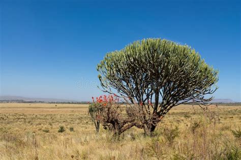 Trees Landscape in Africa Savannah Bush Stock Image - Image of acacia ...