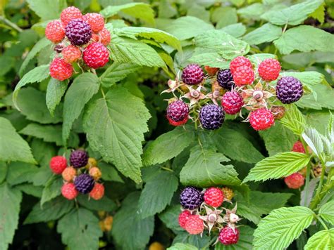 Picking Raspberries At My Farm The Martha Stewart Blog