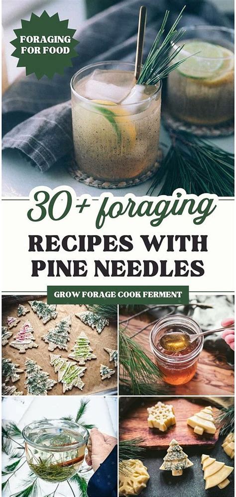 Pine Needle Recipes Drinks Desserts Syrups Balms More In