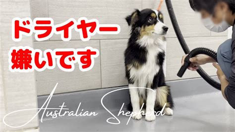 子犬の初めてのドッグセルフウォッシュ【オーストラリアンシェパード】 Youtube