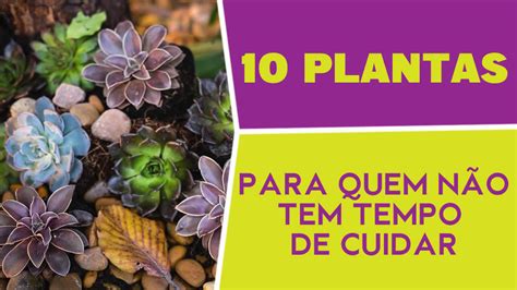 10 Plantas para quem não tem tempo de cuidar Guia dos Solteiros