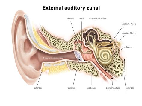 Diagram Of Eustachian Tube And Sinuses