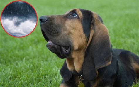 Bloodhound Puppy Who Is 'Scared of Rain' Melting Hearts Online - Newsweek