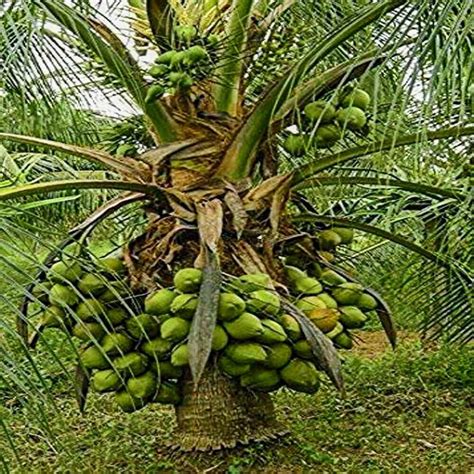 Well Watered Green Dwarf Coconut Tree Plant For Outdoor Red Sandy