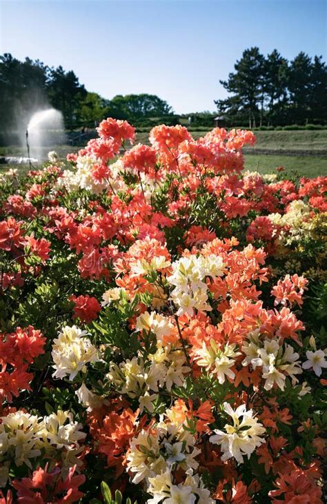 Plantas Do Rododendro Na Flor Foto De Stock Imagem De Mola Possa