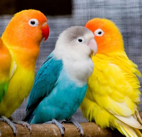 Cute Parrot Names Best Names For Male And Female Parrots