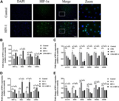 Activation Of The Jnk Cox Hif Axis Promotes M Macrophage Via