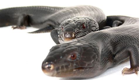 Melanistic Blue Tongue Skink - Roussis Reptiles