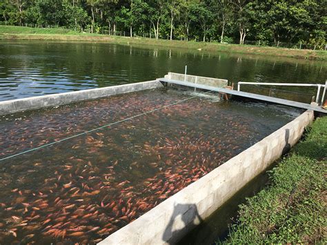 Cultivo De Tilapia Roja En Raceway En Estanque Responsible Seafood