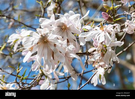 Flowers Of Magnolia X Loebneri Leonard Messel Tree Or Shrub During