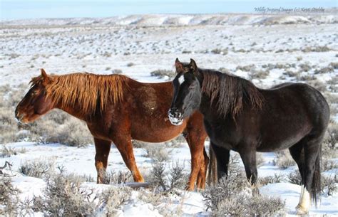 wild horses in the snow | Horses, Horses in snow, Wild horses