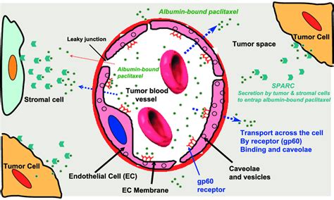 Mechanisms For The Transport And Accumulation Of Albumin Bound