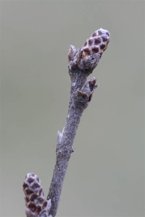 Betula Pumila Bog Birch Swamp Birch Go Botany