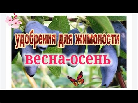 Подкормка жимолости. - YouTube