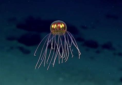 Spaceship Like Jellyfish Discovered Near Mariana Trench Jellyfish