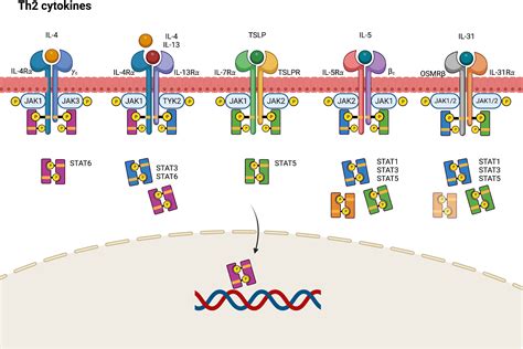 Frontiers | JAK–STAT signaling pathway in the pathogenesis of atopic ...
