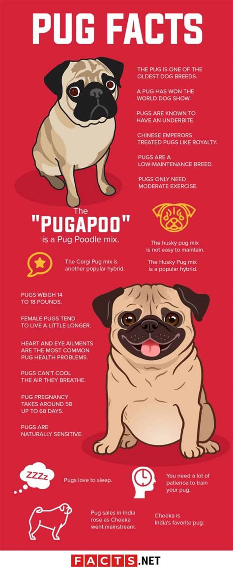 40 Interesting Pug Facts You Probably Never Knew About - Facts.net