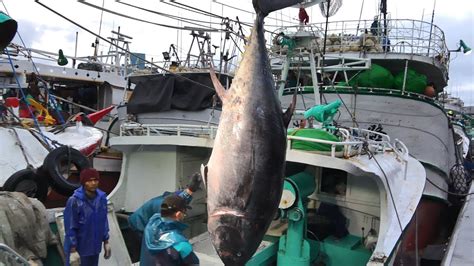 Amazing Hundreds Of Giant Bluefin Tuna Ever Caught Worth More Than