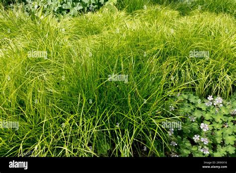 Garden Sedge Carex Muskingumensis Ice Fountains Grasses Growing