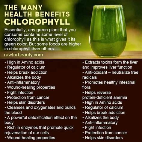 Kezzies Konfections Chlorophyll Key Benefits For Humans