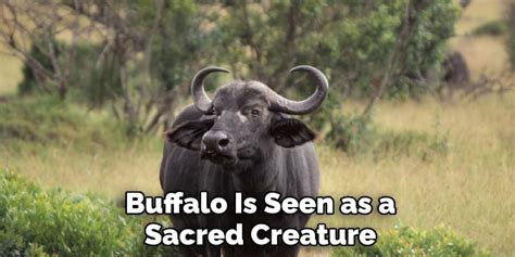 Buffalo Spiritual Meaning, Symbolism, and Totem (2022)