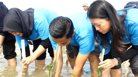 Jaga Kelestarian Lingkungan 2 000 Bibit Mangrove Ditanam Di Pulau