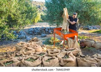 Harvesting Fresh Olives Agriculturists Olive Tree Stock Photo 764415949 ...