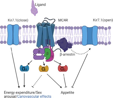 Mc4r Biased Signalling And The Conformational Basis Of Biological Function Selections Liu