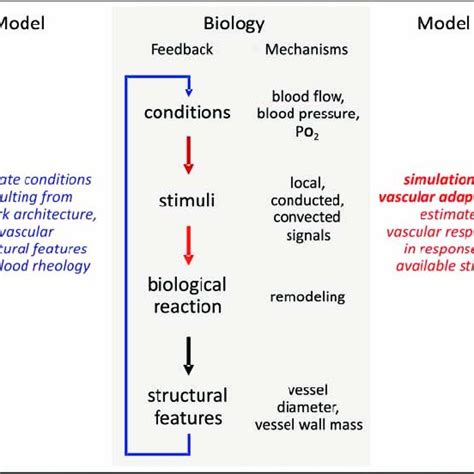 Schematic representation of biological mechanisms of structural ... 