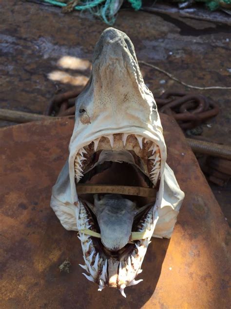 39 Scary Deep Sea Creatures Photos By Russian Fisherman Is A Nightmare ...