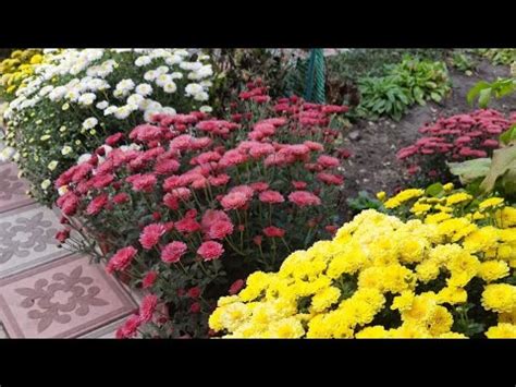 ЧУДОДЕЙСТВЕННАЯ ПОДКОРМКА ДЛЯ ХРИЗАНТЕМЫ. ОТКРЫВАЮ СВОЙ СЕКРЕТ. ТРИ ...